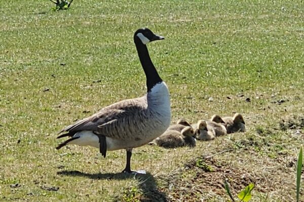 Geese - June 25